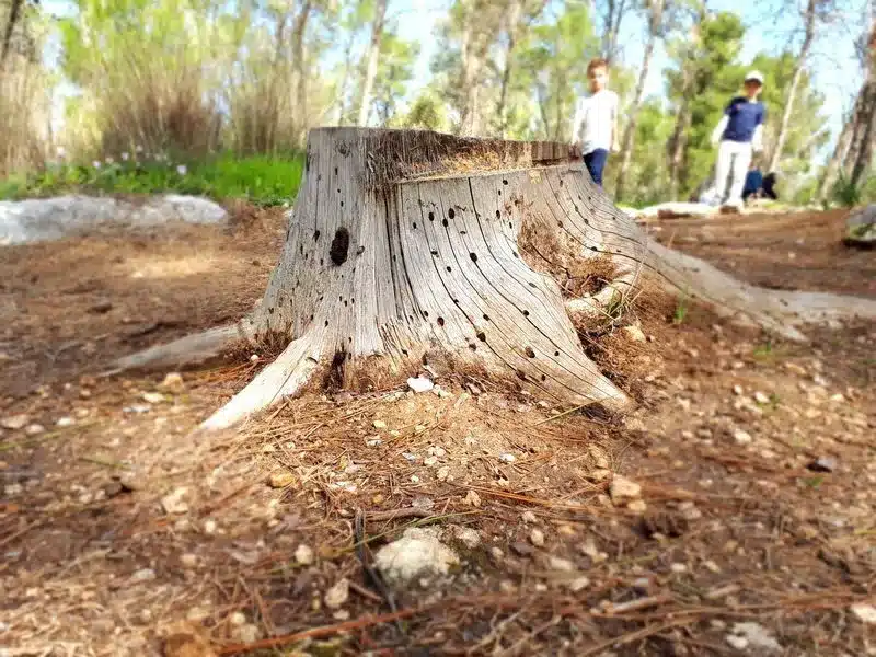 Service abattage d'arbres