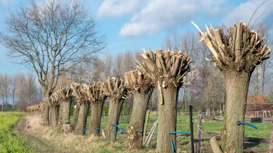 Étêtage et mise en forme à Decazeville